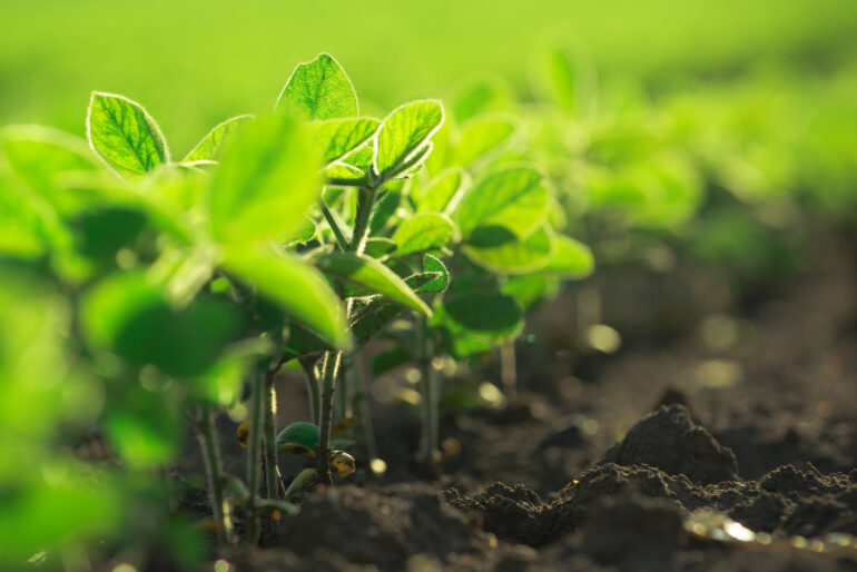Bayer, Corteva file biotech lawsuits against each other