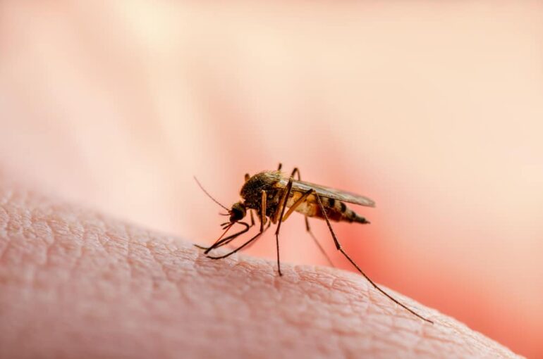 Manus Bio receives additional funding to fight malaria with biotech