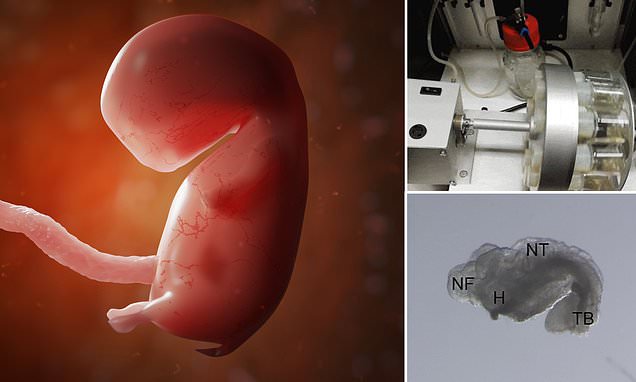 Biotech firm wants to create human embryos from stem cells and raise them in a 'mechanical womb' | Daily Mail Online