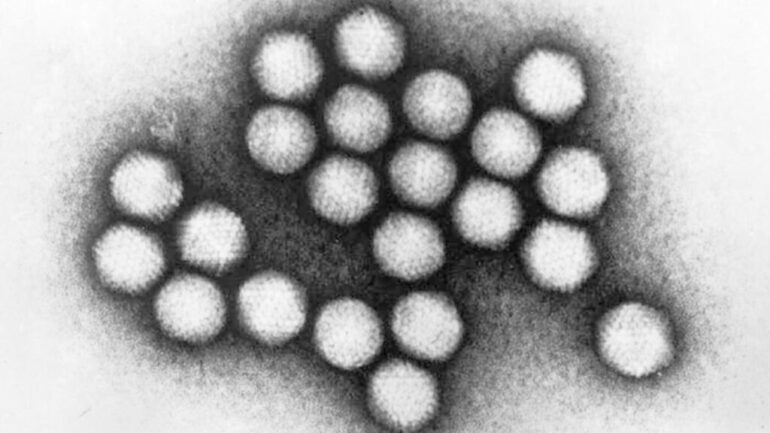 Biotech turns to novel viruses to break through gene therapy's limits - STAT
