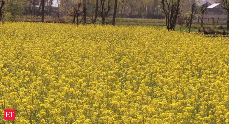 GM Mustard: Biotech regulator recommends environmental release of GM mustard - The Economic Times