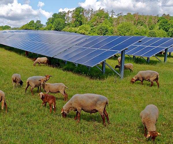 Emerging technology allows solar panels and agriculture to coexist, legal hurdles remain