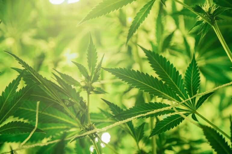 Marketing Communications Agency Specializing In Cannabis Joins Acceleration Community of Companies - Benzinga