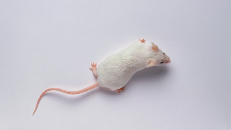 This biotech startup says mice live longer after genetic reprogramming