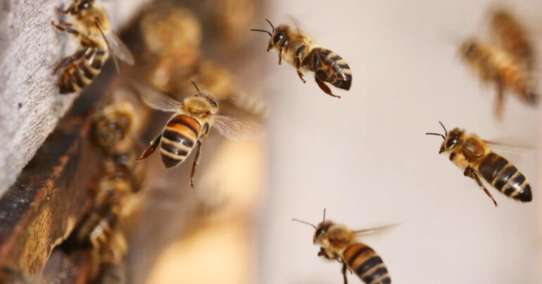 USDA approves vaccine for honeybees, biotech company says - CBS News