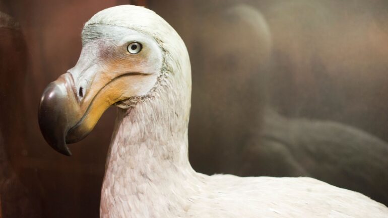 Billion-dollar biotech company plans to bring the Dodo back to life and reintroduce them into the wild