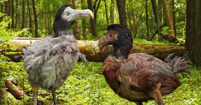 “De-Extinction” Biotech Company Is Working To Bring the Dodo Back To Life