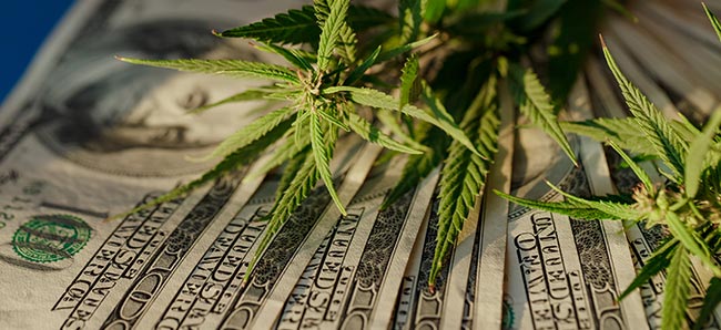 Top 5 Issues to Consider When Starting a Cannabis Business in New Mexico - Law 4 Small Business, P.C. (L4SB)