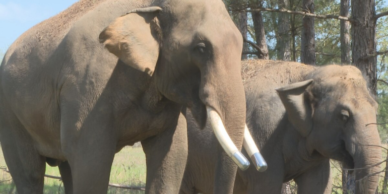‘Turmeric is key’: Thomasville local business donates pounds of turmeric to local elephants