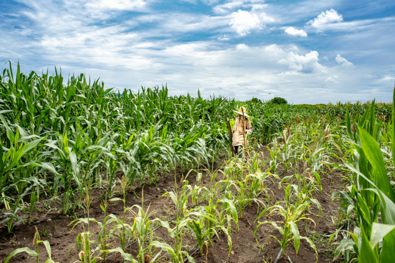 Viewpoint: With food security on the line, Africa needs to be a leader in biotech crop development, not just an eventual buyer - Genetic Literacy Project