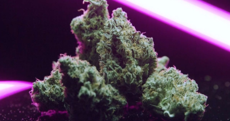 Cannara Biotech CFO Nicholas Sosiak: Unveiling Success Strategies and Future Plans