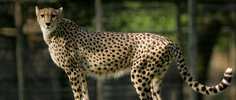 Research and Internships - Safari West