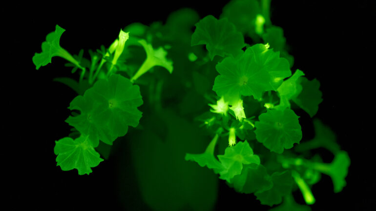 Ready, set, grow: These are the biotech plants you can buy now