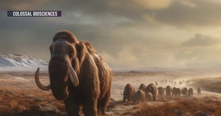 A modern-day woolly mammoth may be just a few years away, biotech company says